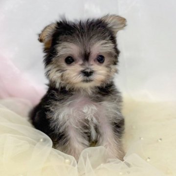 ミックス(マルチーズ×ヨークシャーテリア)【愛知県・女の子・2025年10月2日・スチールブルータン】の写真「コナちゃん」