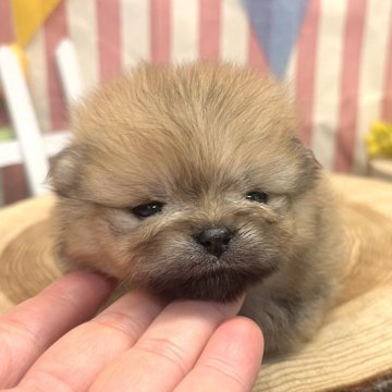 ポメラニアン【愛知県・男の子・2025年3月15日・オレンジ】の写真「はまぐりくん」