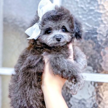 ティーカッププードル【愛知県・女の子・2025年8月26日・シルバー】の写真「超期待大」