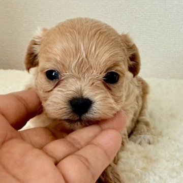 チワプー(トイプードル×チワワ)【愛知県・女の子・2025年5月23日・クリーム】の写真「まつりちゃん」