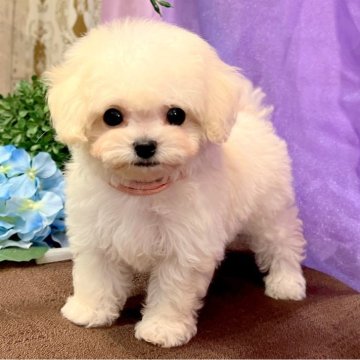 ミックス(ビションフリーゼ×ミックス)【愛知県・男の子・2025年3月26日・ホワイト】の写真「シュガーくん」