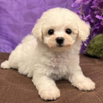 ビションフリーゼ【愛知県・女の子・2025年3月22日・ホワイト】の写真「ブナピーちゃん」