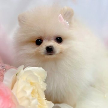 ポメラニアン【愛知県・女の子・2025年9月4日・クリーム】の写真「ラビちゃん」