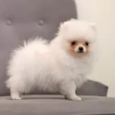 ポメラニアン