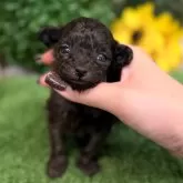 ティーカッププードル