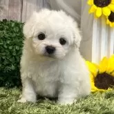 ビションフリーゼ