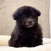 ティーカッププードル