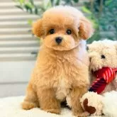 タイニープードル