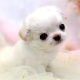 チワワ(ロング)