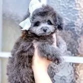 ティーカッププードル