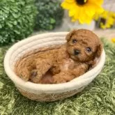 ティーカッププードル