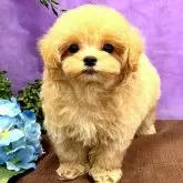 マルプー(トイプードル×マルチーズ)【愛知県・男の子・2025年3月3日・クリーム】の写真1