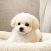 ティーカッププードル