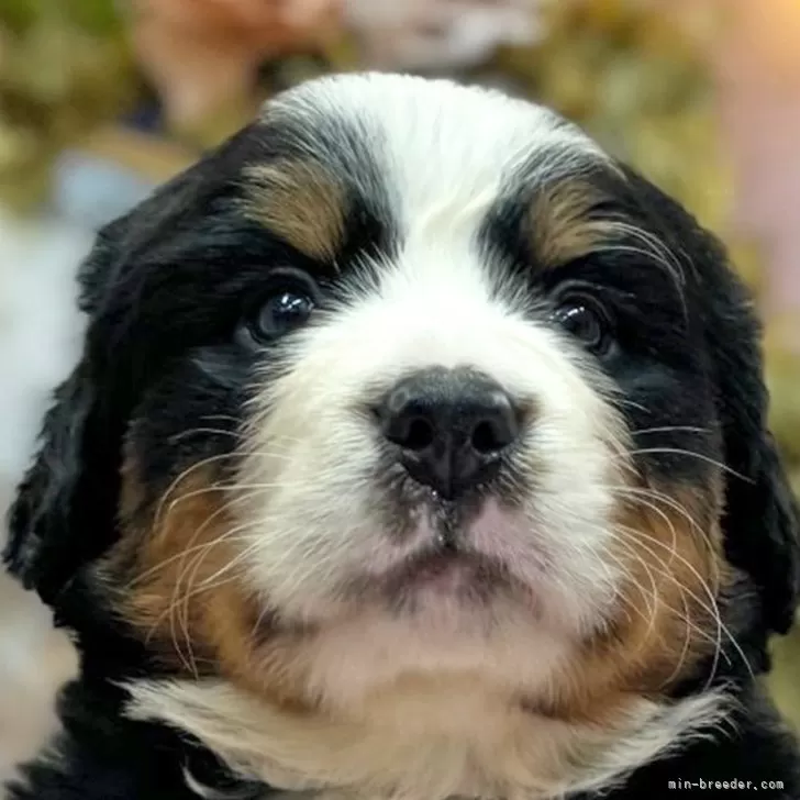 ID:2404-00616の子犬
