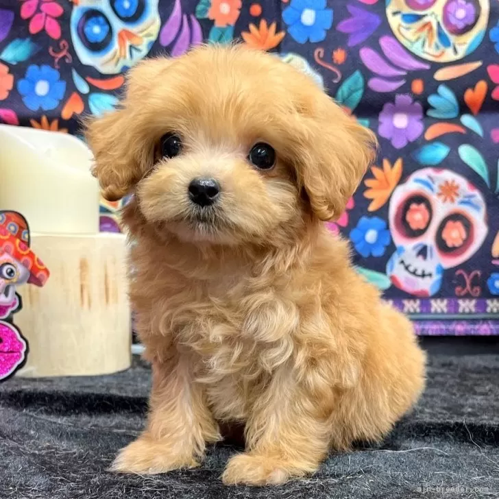 ID:2411-00370の子犬