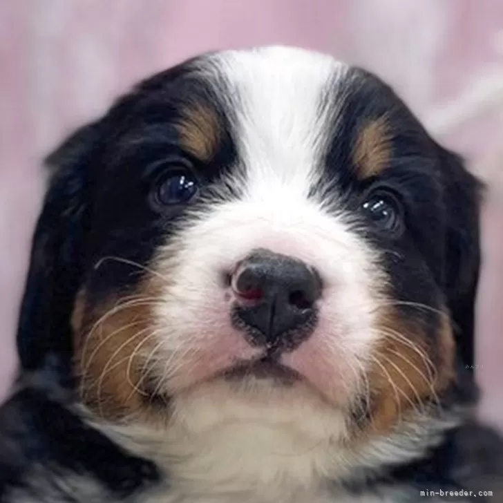 ID:2312-05361の子犬