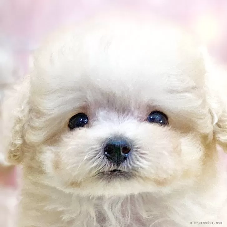 ID:2312-05313の子犬