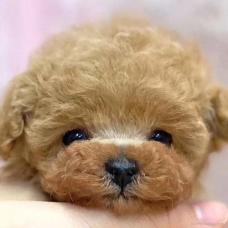 ID:2312-05304の子犬