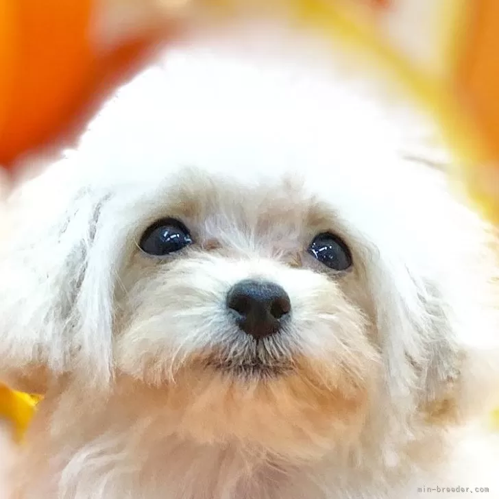 ID:2312-05311の子犬
