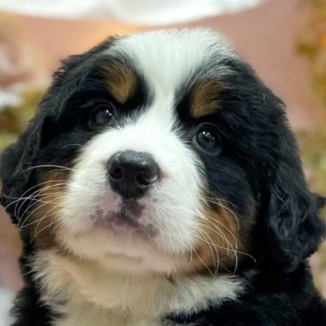 バーニーズ・マウンテン・ドッグ【愛知県・女の子・2024年3月6日・ブラックラスト&ホワイト】の写真「小ぶりで可愛い女の子」