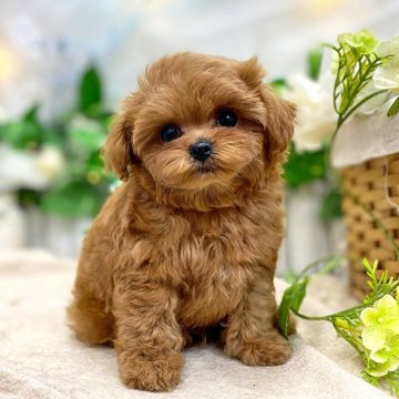 ミックス(トイプードル×ミックス)【愛知県・男の子・2024年5月7日・レッド】の写真「しっかり躾の入った激可愛い子」