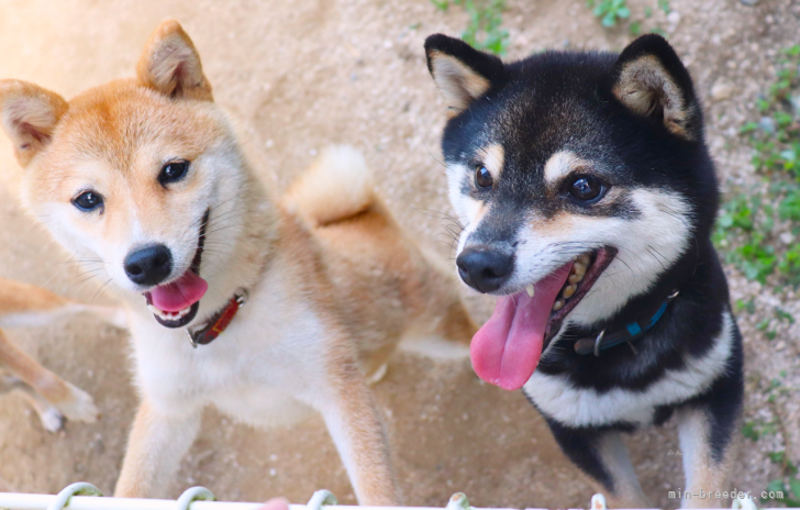 後藤　成美(ごとう　なるみ)ブリーダー(広島県・柴犬など・KC登録)の紹介写真1