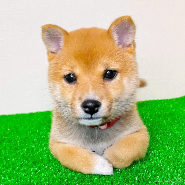 ID:2505-02576の子犬