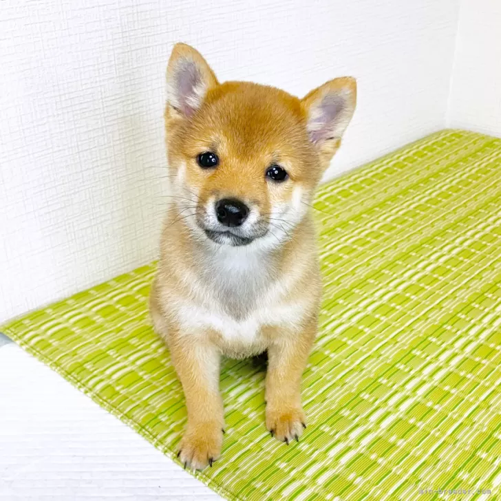 K.T 様のお迎えした子犬