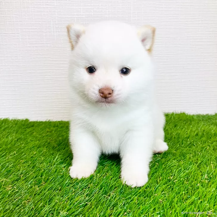 T.T 様のお迎えした子犬