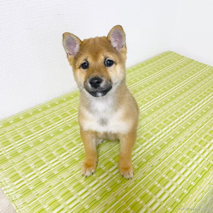 川下家 様のお迎えした子犬