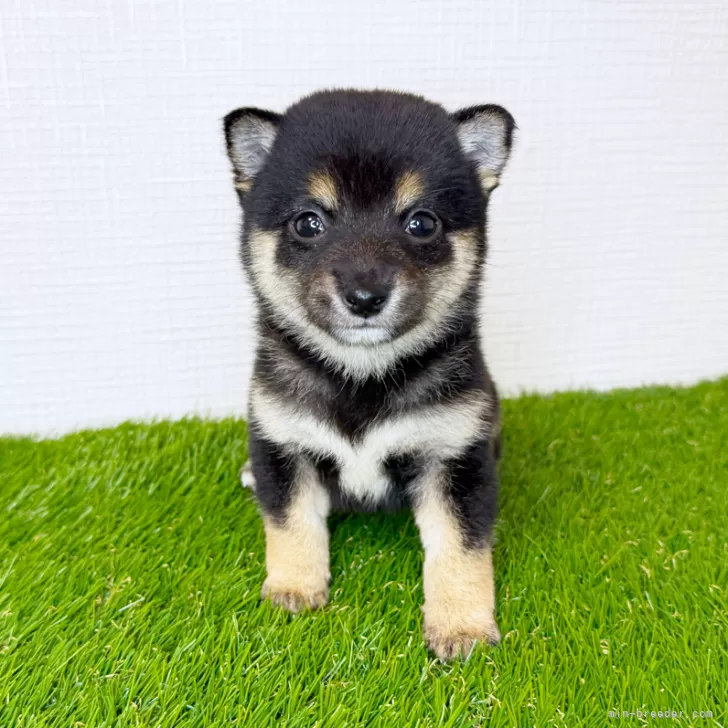 M.H 様のお迎えした子犬