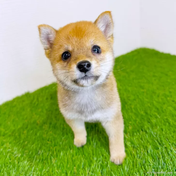 M.H 様のお迎えした子犬