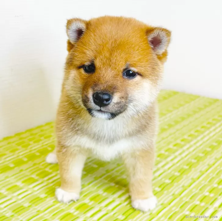 ID:2504-04989の子犬