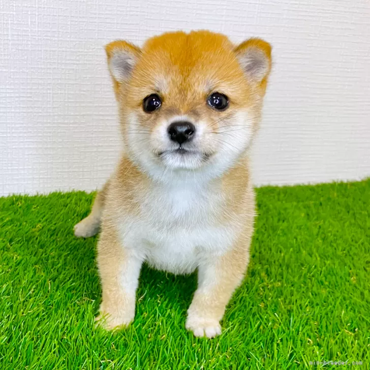 ID：2509-02708の子犬