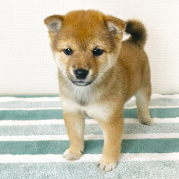 柴犬(豆柴)【広島県・女の子・2025年3月3日・赤】の写真「♡豆柴♡ 甘えん坊で優しい女の子💕」