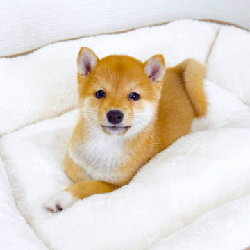 柴犬(豆柴)【広島県・男の子・2025年10月15日・赤】の写真「綺麗な毛色のハンサムボーイ💕オンライン見学可能」