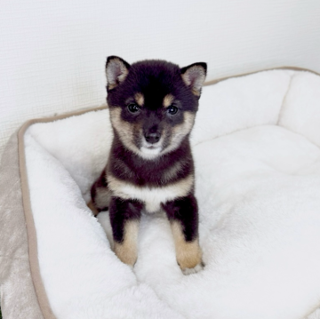 豆柴【広島県・女の子・2025年10月9日・黒】の写真「💕小柄であざと可愛い子です💕オンライン見学可能」