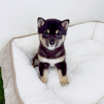 柴犬(豆柴)【広島県・女の子・2025年10月9日・黒】の写真「💕小柄であざと可愛い子です💕オンライン見学可能」