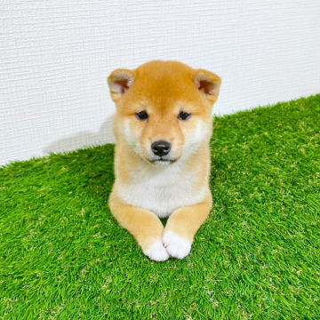 柴犬(豆柴)【広島県・男の子・2025年10月15日・赤】の写真「優しい性格のイケメン豆柴🎄オンライン見学可能🎄」