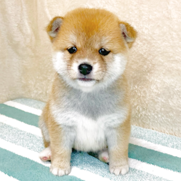 柴犬(豆柴)【広島県・女の子・2025年3月2日・赤】の写真「💕愛嬌たっぷりな可愛らしい女の子💕」