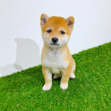 柴犬(豆柴)【広島県・女の子・2025年10月15日・赤】の写真「明るい性格の美人豆柴💕オンライン見学可能」