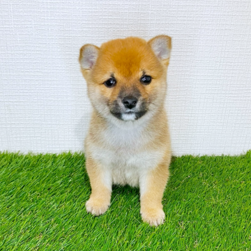 柴犬(豆柴)【広島県・男の子・2025年9月24日・赤】の写真「人が大好き💕コロコロした豆柴くん🩵」