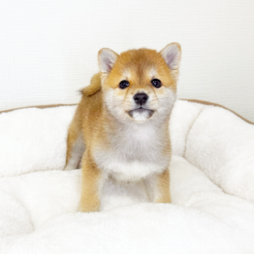 柴犬(豆柴)【広島県・男の子・2025年10月7日・赤】の写真「♡豆柴♡ 人懐っこい小柄な男の子💕」