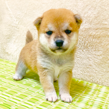 柴犬(豆柴)【広島県・女の子・2025年3月3日・赤】の写真「♡豆柴♡ 愛され顔の可愛らしい女の子💕」