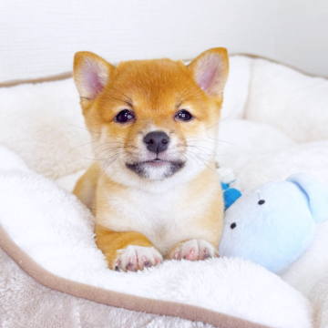 柴犬(豆柴)【広島県・女の子・2025年10月15日・赤】の写真「小柄なキュートガール♡オンライン見学可能」