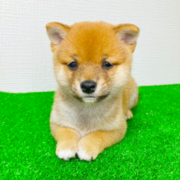 柴犬(豆柴)【広島県・男の子・2025年6月20日・赤】の写真「お顔&骨格のバランス抜群✨小柄なイケメン豆柴💕」