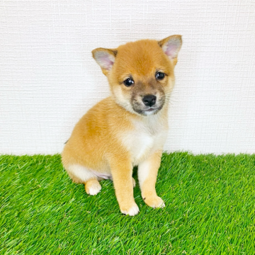 柴犬(豆柴)【広島県・男の子・2025年8月2日・赤】の写真「🌻豆柴🌻大人しく可愛らしい小柄な男の子💕」