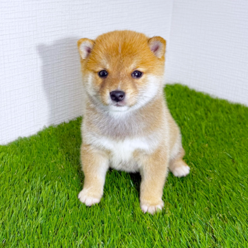 柴犬(豆柴)【広島県・男の子・2025年10月9日・赤】の写真「💕人懐っこくおっとりした豆柴くん💕」