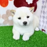 豆柴