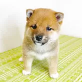 豆柴